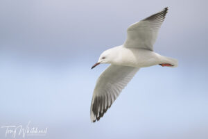 Is it a Red-billed or Black-billed Gull?