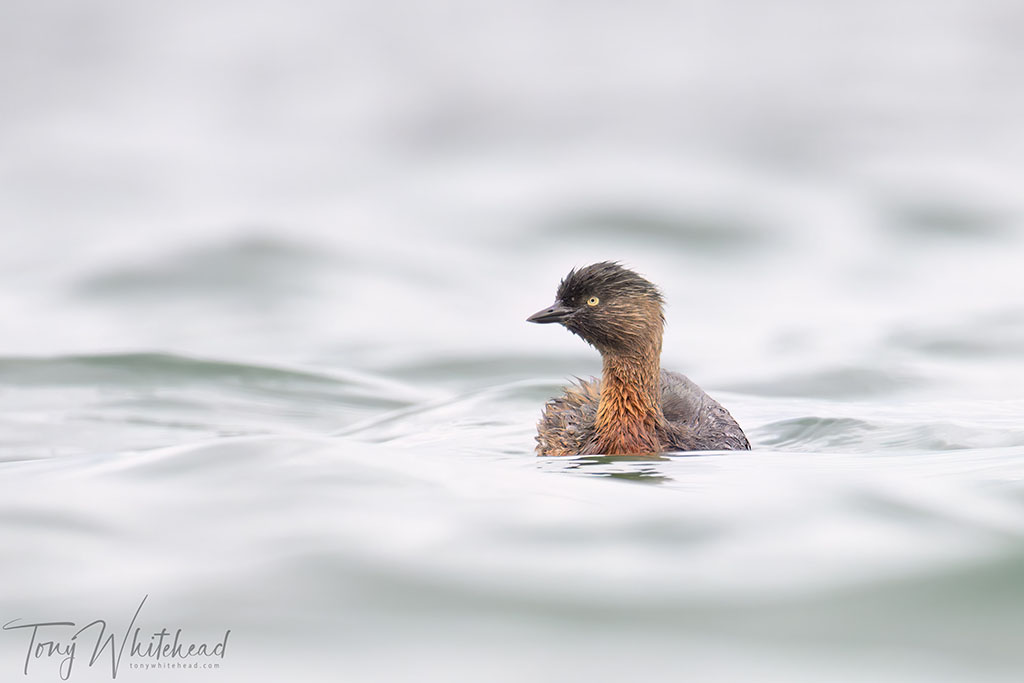 Weweia/NZ Dabchick image - 8x12in image cropped from a full frame capture