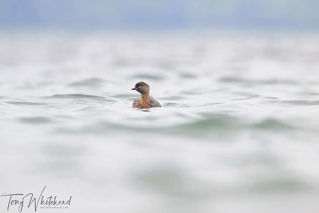 Full frame image of Weweia/NZ Dabchick