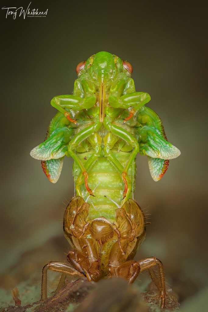 April Green Cicada doing an Alien impression