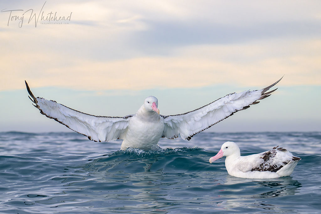 NZ Wildlife Photographers Exhibition – SKAR Image Lab