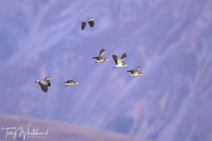 Mount White Station – Birds