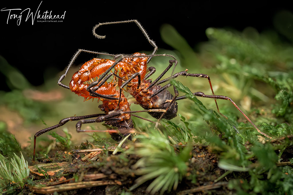 Macro Night Walk