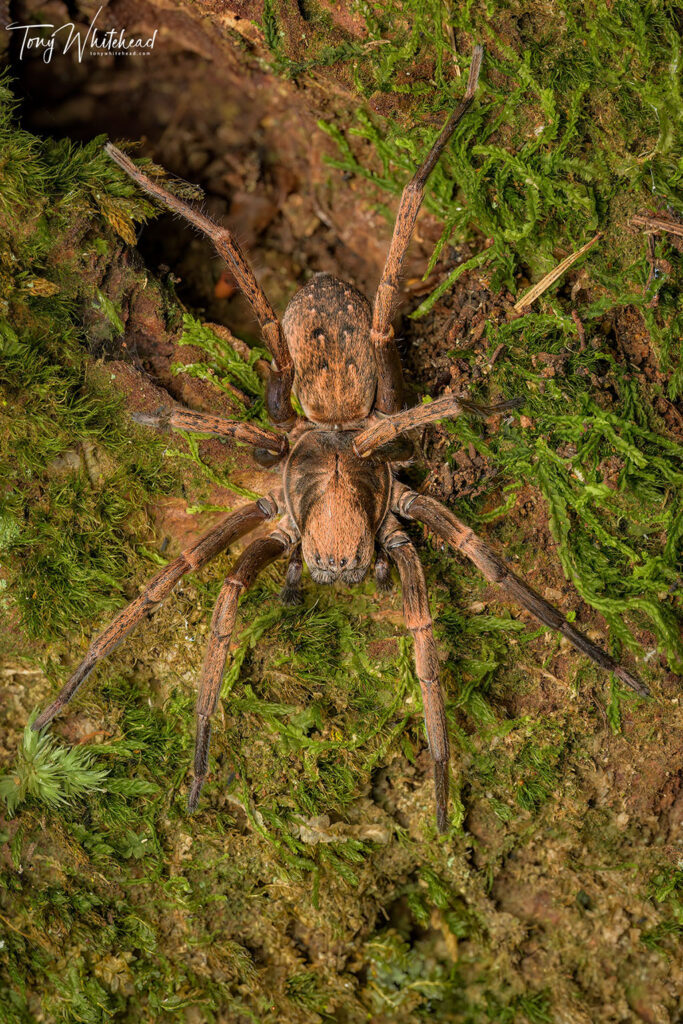 Photo of Uliodon/Vagrant spider
