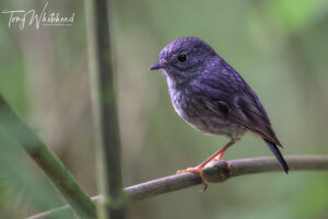 Rotokare Scenic Reserve Birds