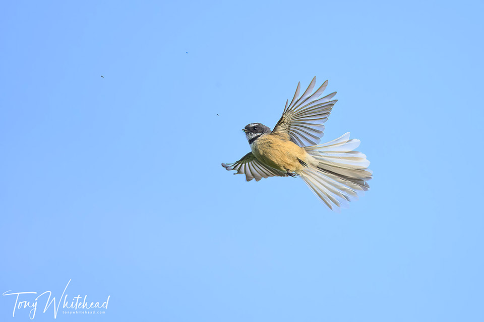 Bushy Park Fantails