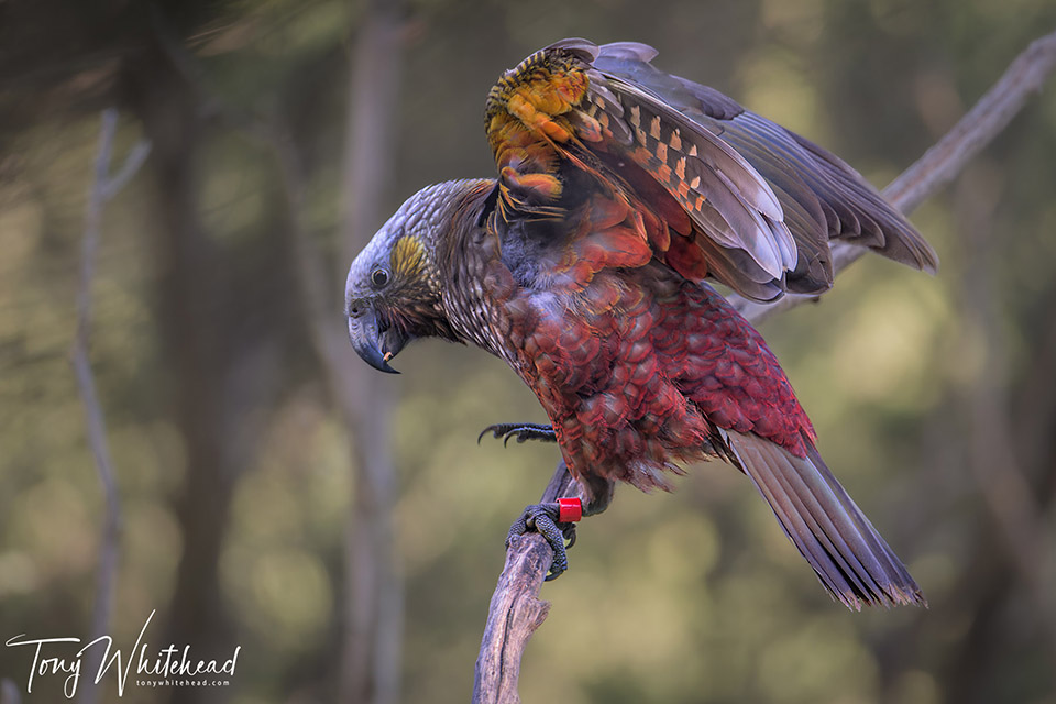 Managing Bird Bling – Kākā Examples