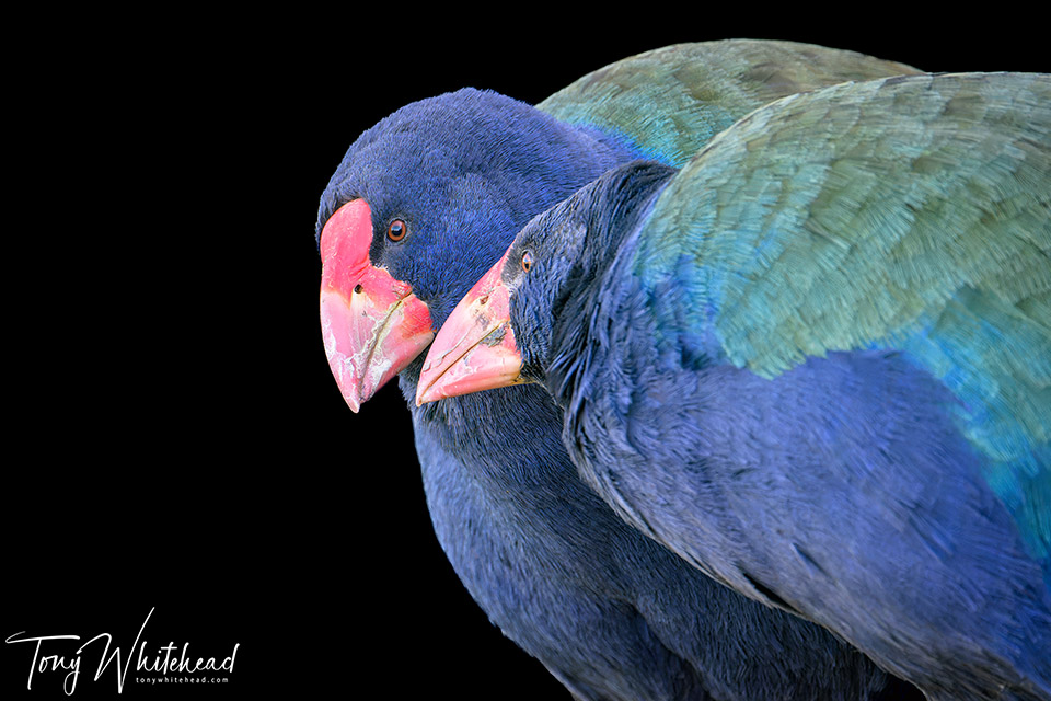 Managing Bird Bling – Takahē Examples