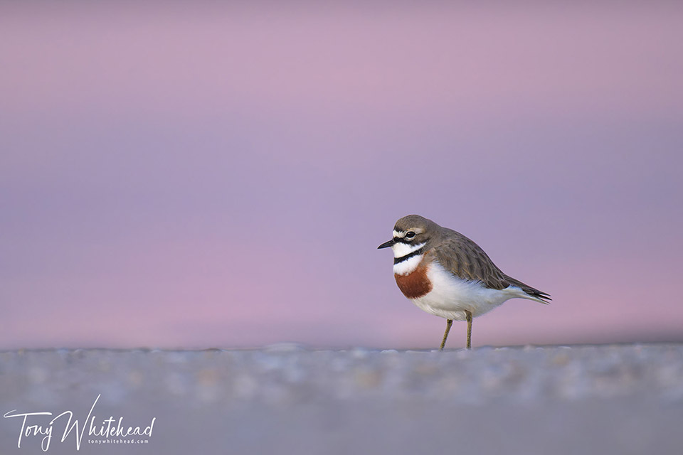 Bird Photography Tips – If in Doubt, Go Out