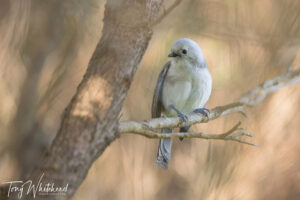 Shakespear Regional Park – Bird Photography