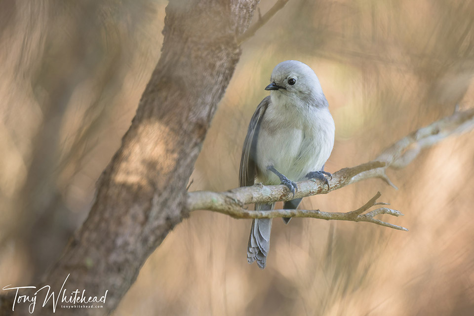 A Bird in the Bush – a case for Aperture Priority and Auto ISO
