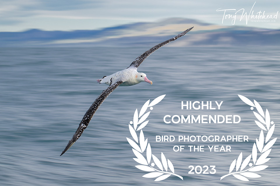 Bird Photographer of the Year 2023