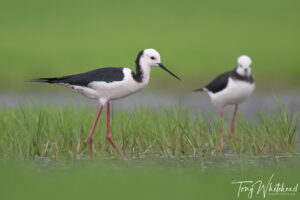 Photographing Wetland Birds on Auckland Domain