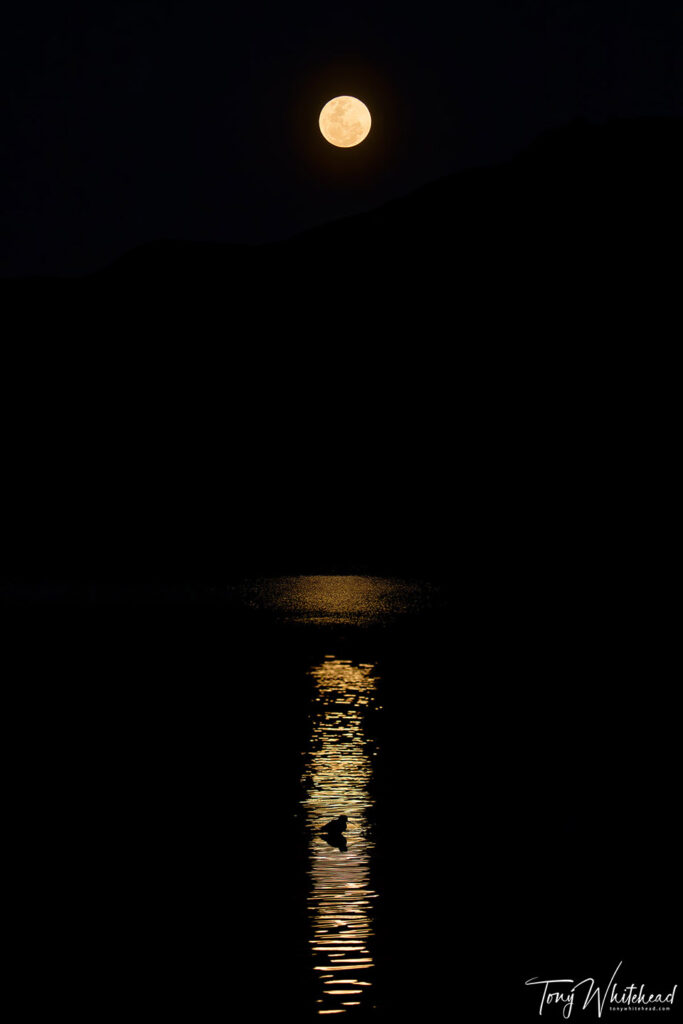 Super Blue Moon rising over Lake Okareka with a Pied Stilt in the reflection