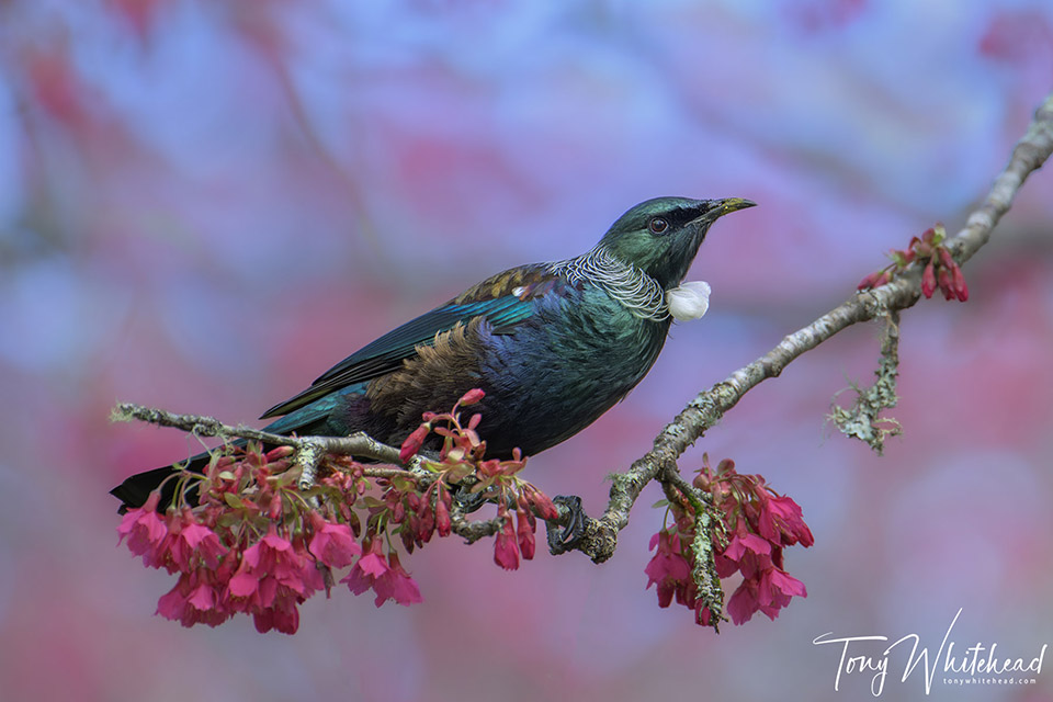 Tui in the Cherry Blossom