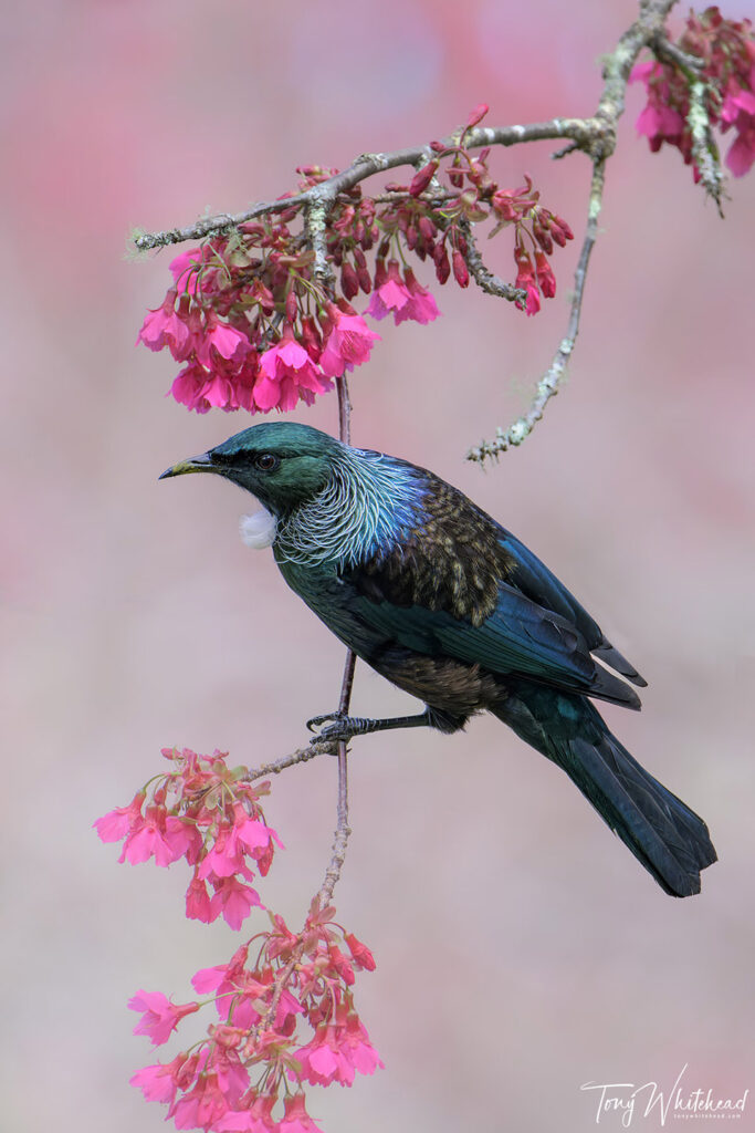 Photo of Tui in Taiwanese Cherry