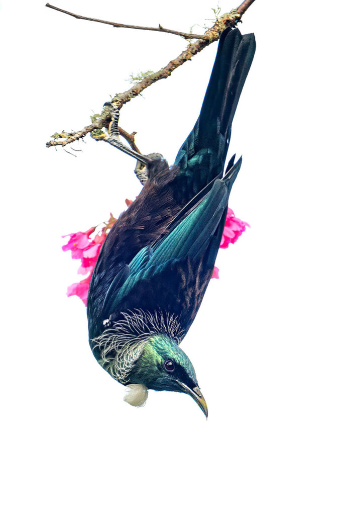 High key photo Tui on White