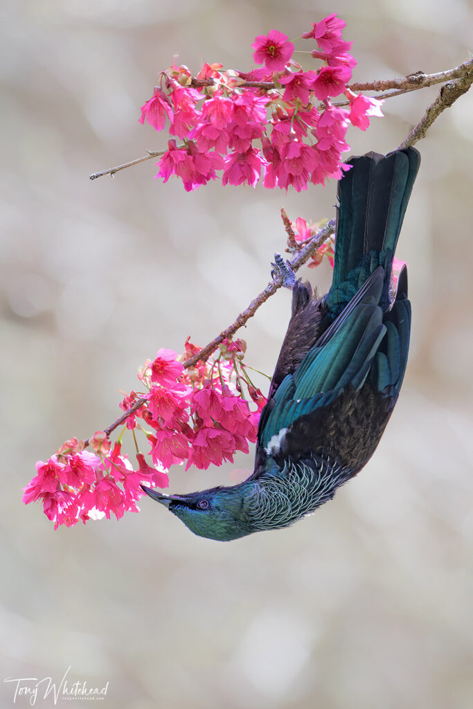 Photo of Tui in Taiwanese Cherry