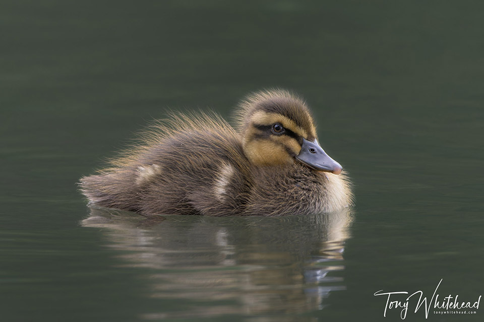 Nikkor Z 180-600mm f5.6-6.3 VR Initial Impressions