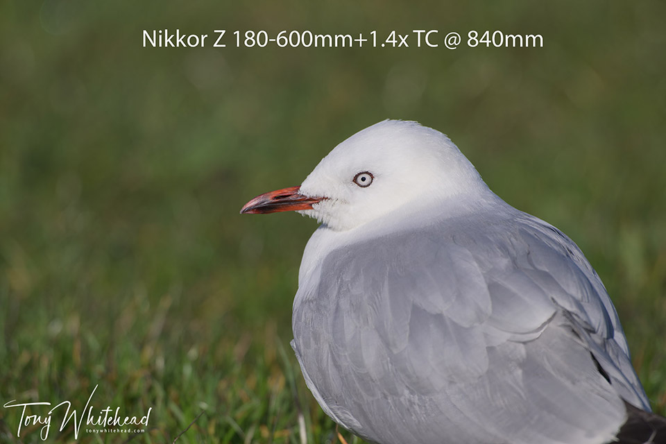 Using Teleconverters with the Nikkor Z 180-600mm f5.6-6.3