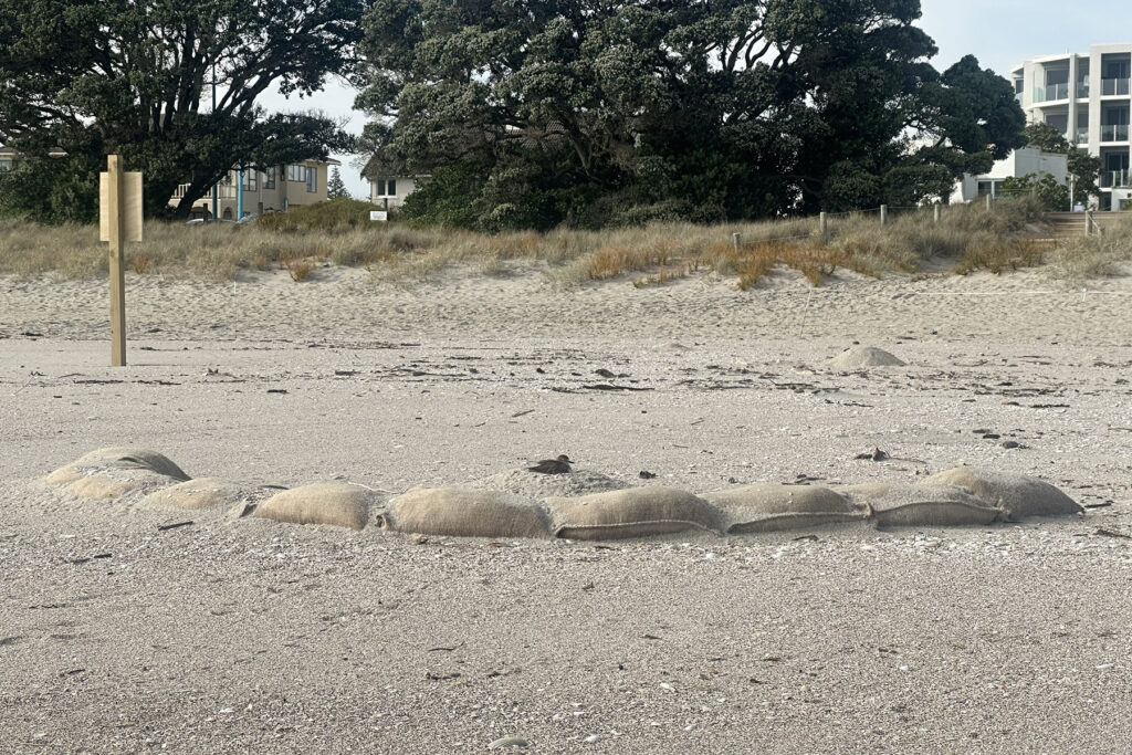 photo of a NZ Dotterel sitting on a nest elevated on sand pile and protected by sandbags