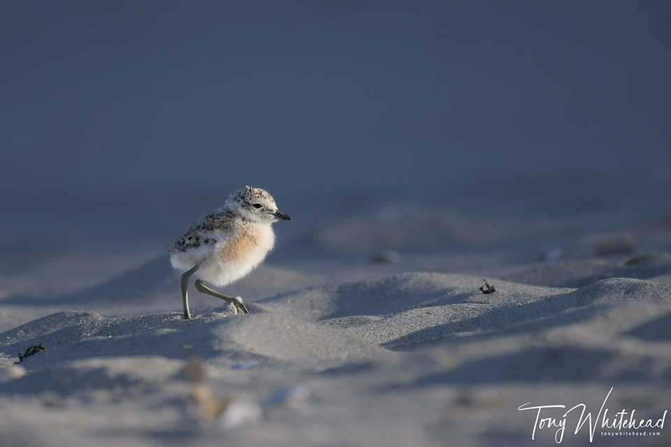 NZ Dotterels – A Different Experience