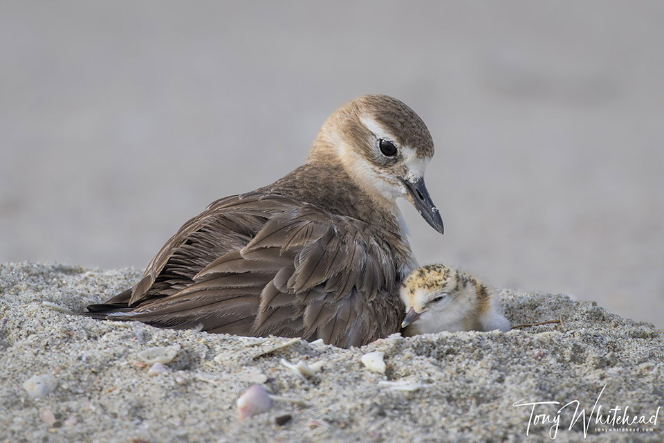 NZ Dotterels at Mount Maunganui. Hope Tempered by Reality