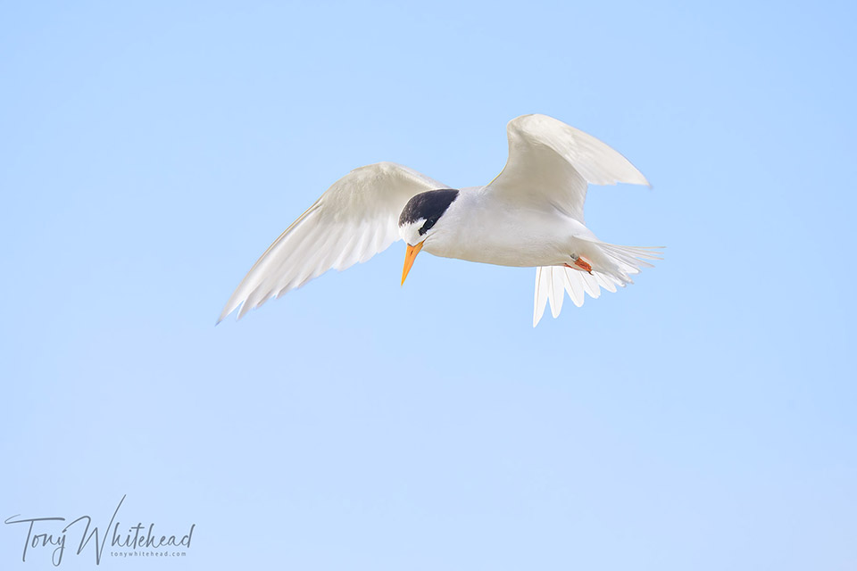 Photo of Tara iti/Fairy tern hovering in front of me while fishing