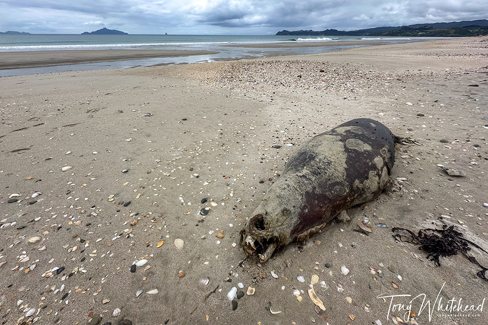 Photo of Dead kekeno/NZ fur seal with ingested fish hook and line