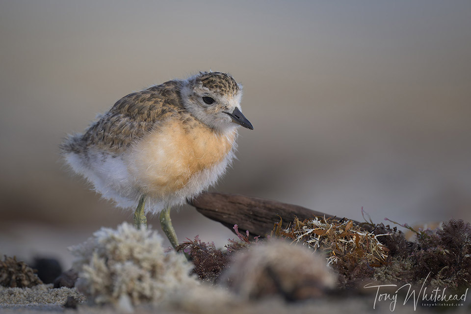 Photo of a Tūturiwhatu/NZ Dotterel chick