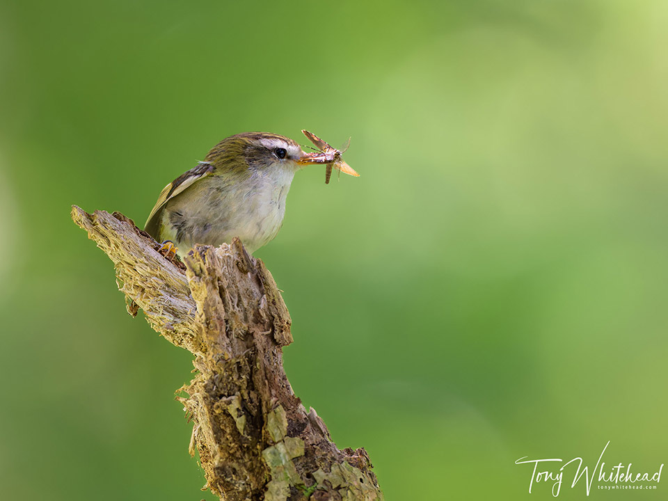 Photo of a female Titipounamu/Rifleman with moth