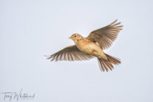 Pipits and Skylarks