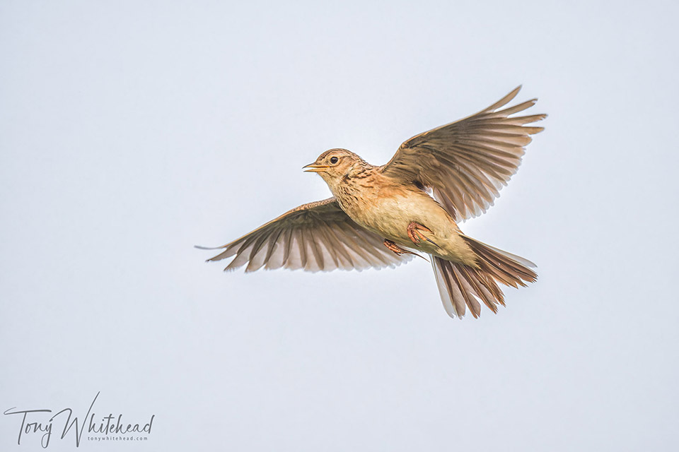 Pipits and Skylarks