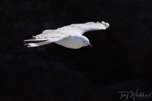 Why I Use Manual Exposure For Bird Photography