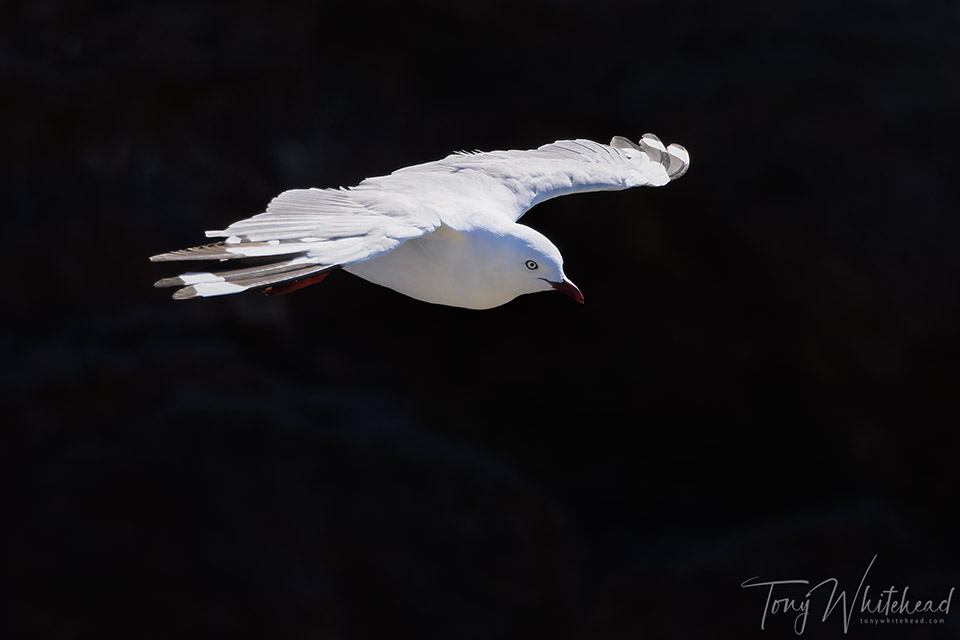 Why I Use Manual Exposure For Bird Photography