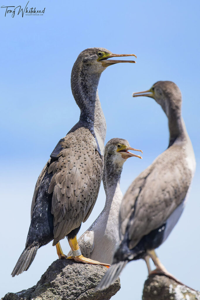 Photo of Hauraki Gulf Spotted Shag/Kawau tikitiki with GPS backpack