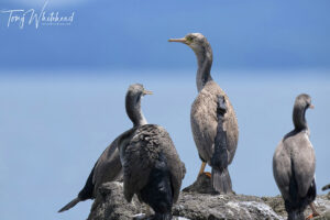 Spotted Shags in the Hauraki Gulf – GPS tracking