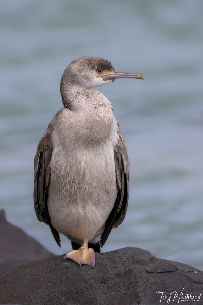 Photo of a Spotted Shag/Kawau tikitiki that allowed a closer approach than usual