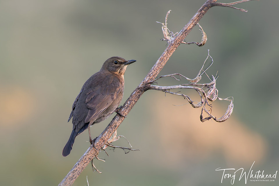 Nikkor Z 28-400mm f4-8 VR First Impressions.