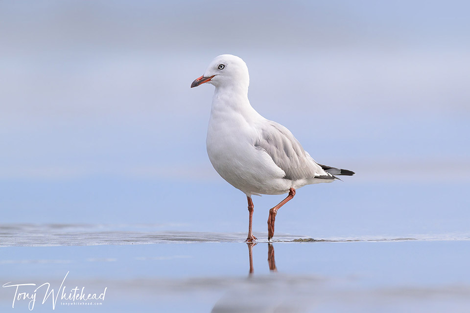 Why Bother Photographing Gulls?