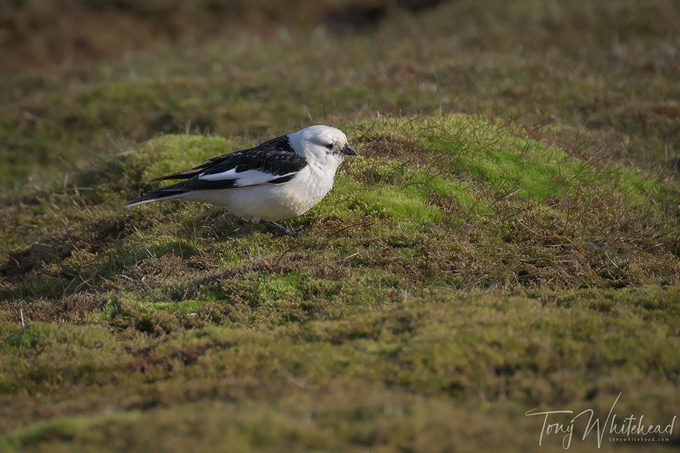 Birds of my Longyearbyen Photowalk