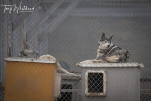 Back to the Longyearbyen Dog Yards
