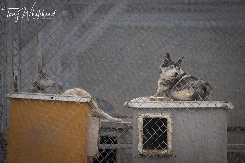 Back to the Longyearbyen Dog Yards