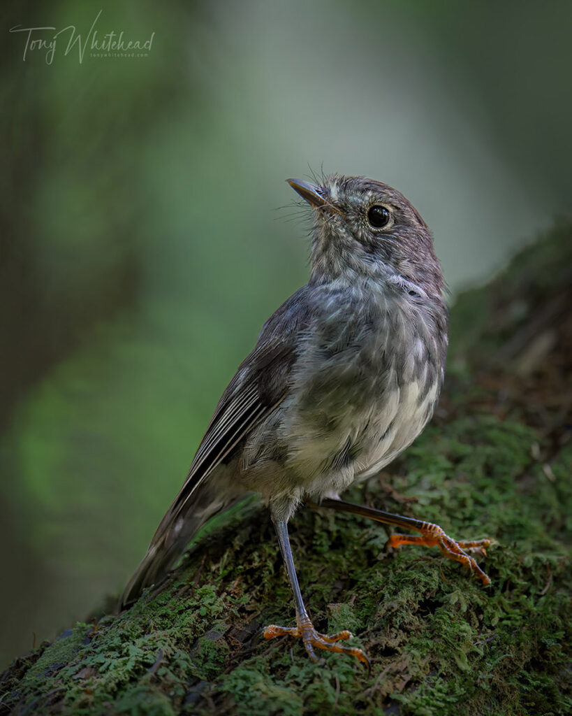 Photo of a Toutouwai/North Island Robin