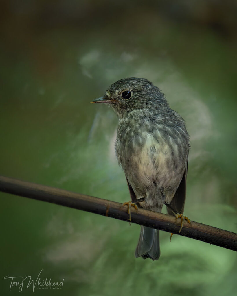 Photo of Toutouwai/North Island Robin 