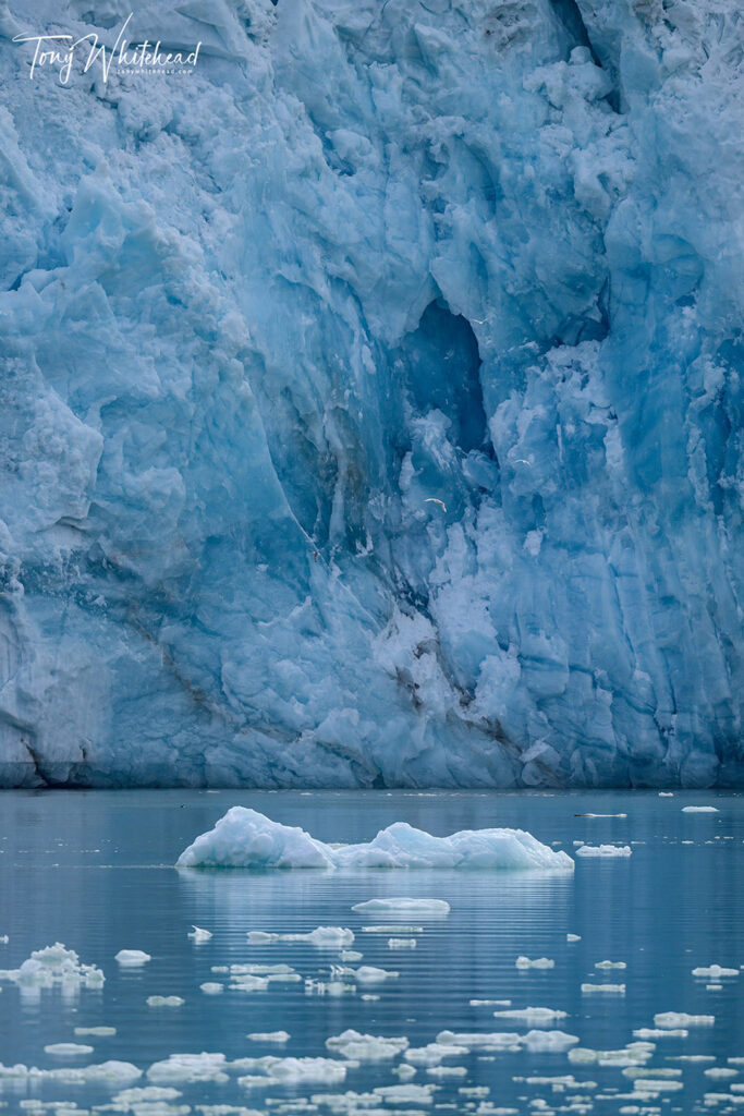 Photo of Glacier terminal, ice floes and gulls