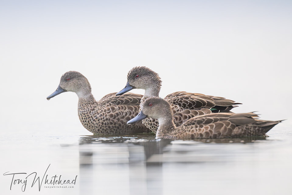 Trio of Tētē-moroiti/Grey Teal