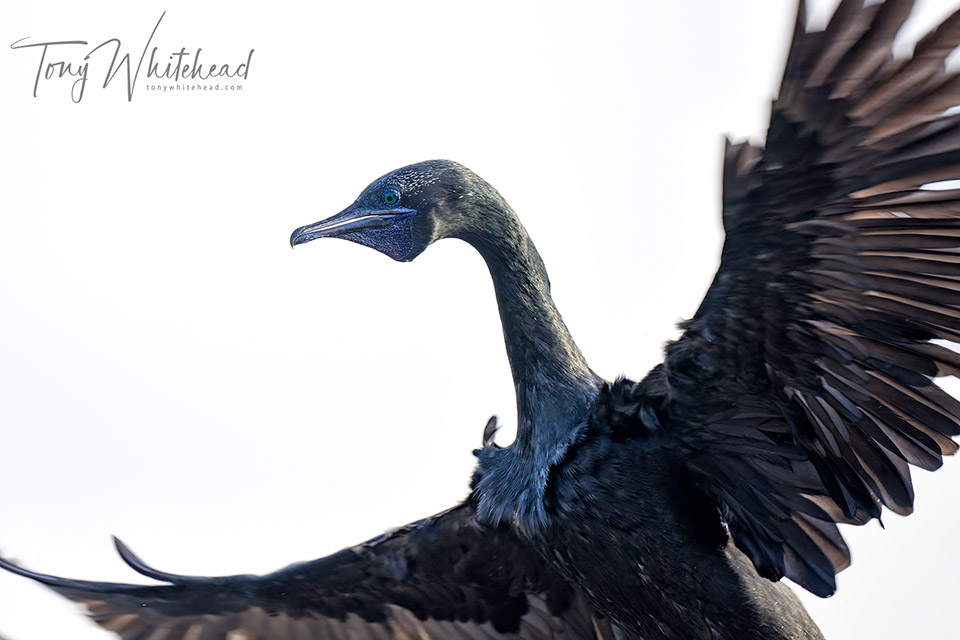 Photo of Kawau tūī/Little Black shag flaring to land