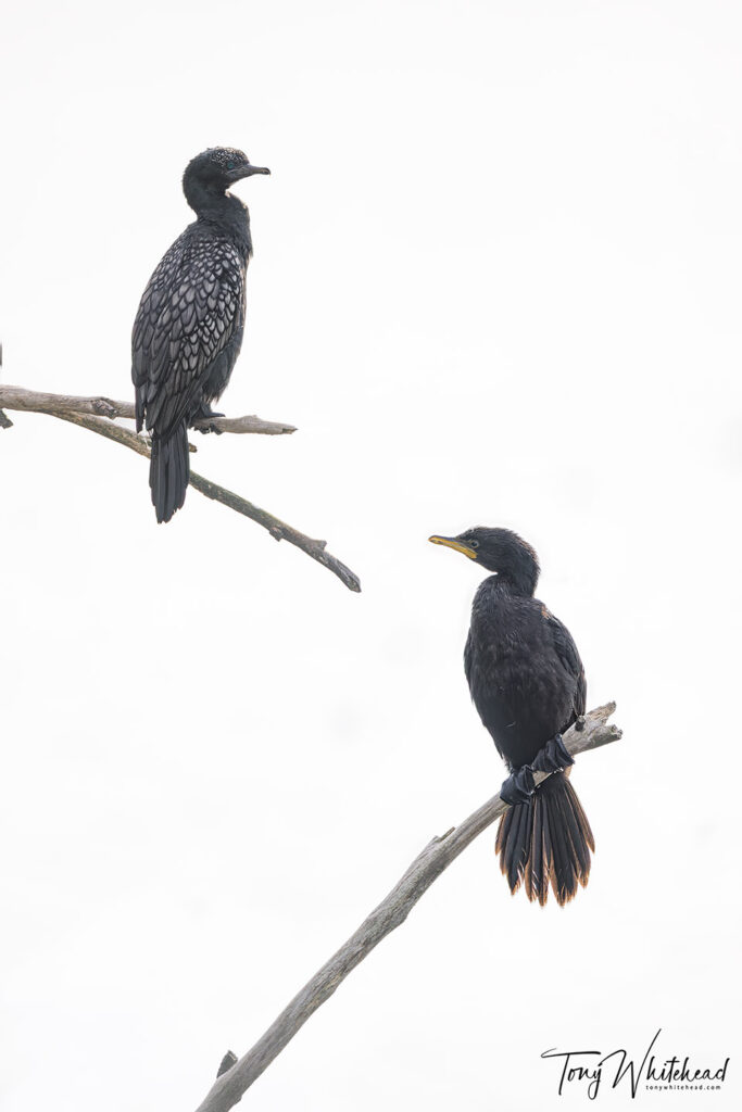 Focus stacked image of Kawau tūī/Little Back Shag and Kawaupaka/Little Shag