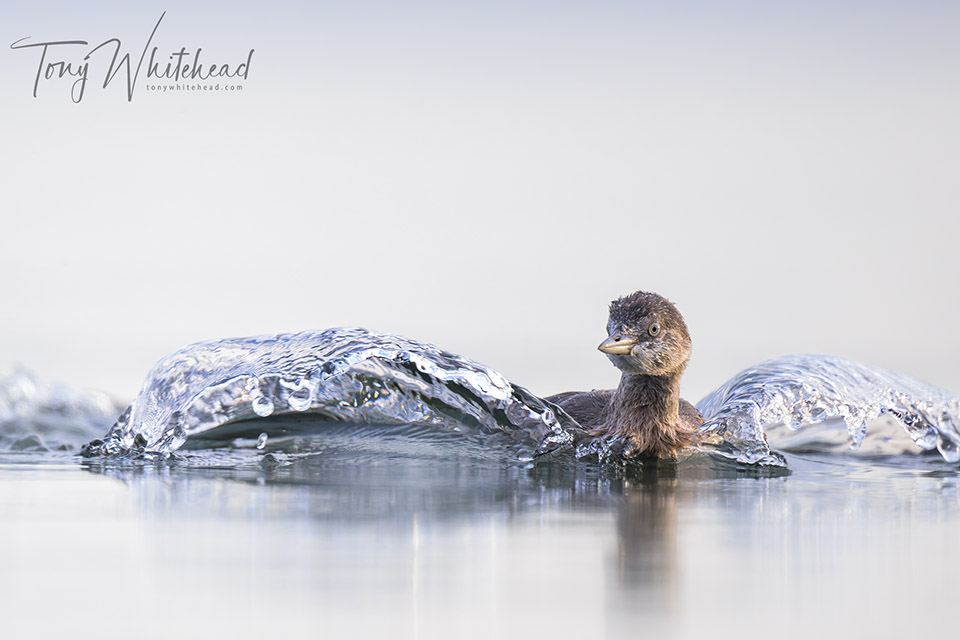 Why Rotorua is Great for Bird Photography